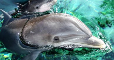 New Dolphin Discovery Centre set to make a splash New Dolphin Discovery Centre set to make a splash